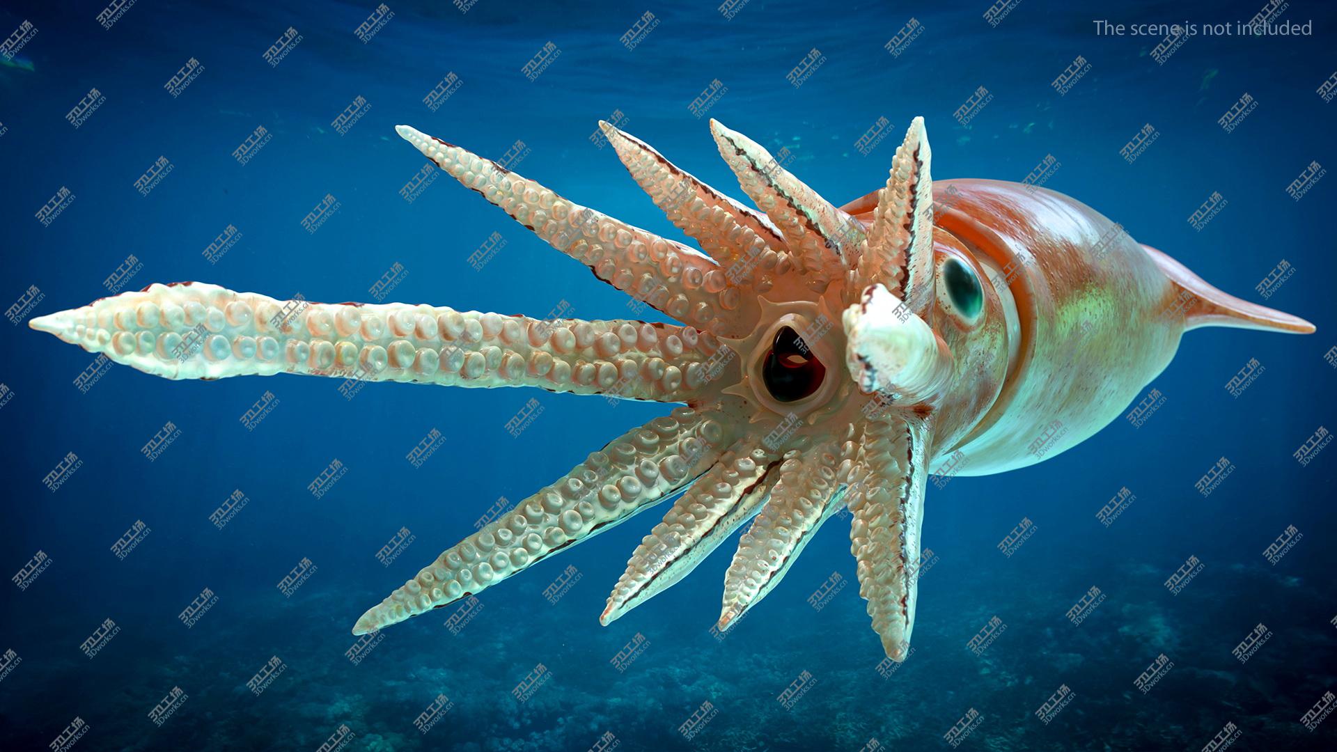 images/goods_img/202105071/Arrow Squid Doryteuthis Plei 3D/5.jpg